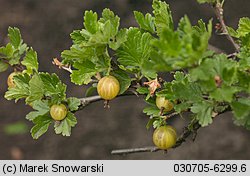 Ribes uva-crispa ssp. sativum (porzeczka agrest ogrodowa)