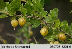 Ribes uva-crispa ssp. sativum (porzeczka agrest ogrodowa)