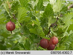 Ribes uva-crispa ssp. sativum (porzeczka agrest ogrodowa)