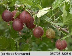 Ribes uva-crispa ssp. sativum (porzeczka agrest ogrodowa)