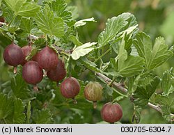 Ribes uva-crispa ssp. sativum (porzeczka agrest ogrodowa)