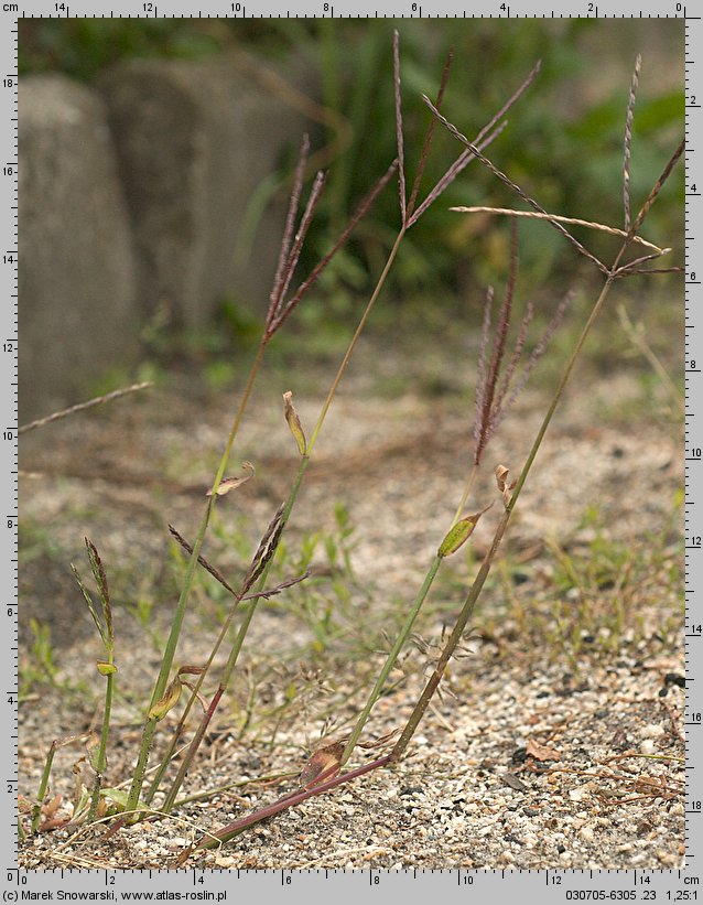 Digitaria sanguinalis (palusznik krwawy)