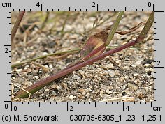 Digitaria sanguinalis (palusznik krwawy)