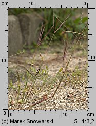 Digitaria sanguinalis (palusznik krwawy)