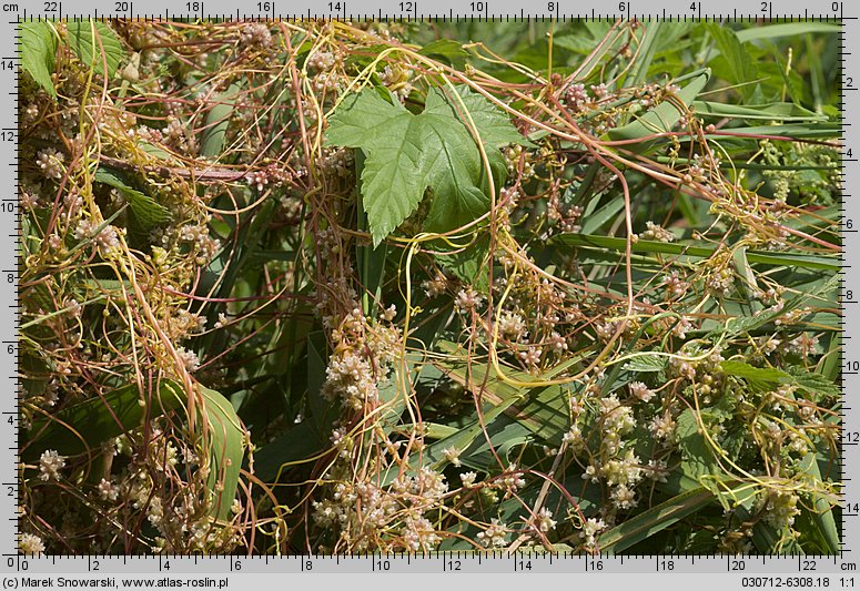 Cuscuta europaea ssp. europaea (kanianka pospolita typowa)