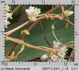 Cuscuta europaea ssp. europaea (kanianka pospolita typowa)