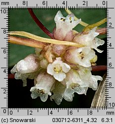 Cuscuta europaea ssp. europaea (kanianka pospolita typowa)