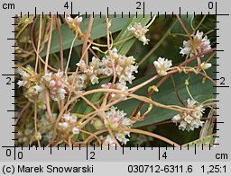 Cuscuta europaea ssp. europaea (kanianka pospolita typowa)