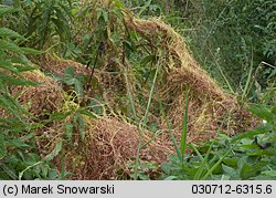 Cuscuta europaea ssp. europaea (kanianka pospolita typowa)