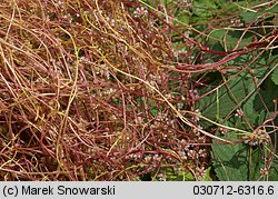 Cuscuta europaea ssp. europaea (kanianka pospolita typowa)