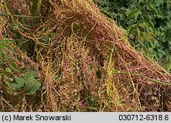 Cuscuta europaea ssp. europaea (kanianka pospolita typowa)