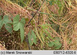 Cuscuta europaea ssp. europaea (kanianka pospolita typowa)