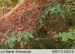 Cuscuta europaea ssp. europaea (kanianka pospolita typowa)