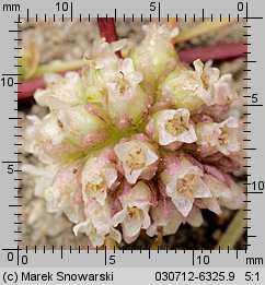 Cuscuta europaea ssp. europaea (kanianka pospolita typowa)