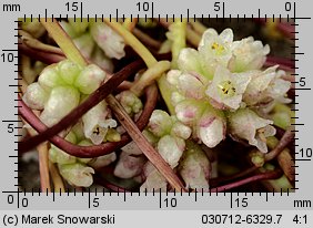 Cuscuta europaea ssp. europaea (kanianka pospolita typowa)