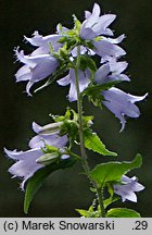 Campanula trachelium (dzwonek pokrzywolistny)