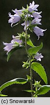 Campanula trachelium (dzwonek pokrzywolistny)