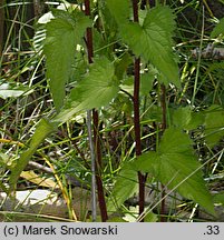 Campanula trachelium (dzwonek pokrzywolistny)