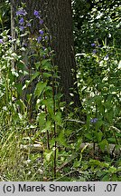 Campanula trachelium (dzwonek pokrzywolistny)