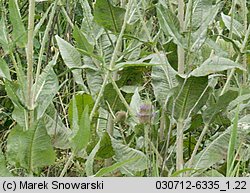 Dipsacus sylvestris (szczeć pospolita)