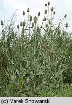 Dipsacus sylvestris (szczeć pospolita)