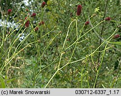 Sanguisorba officinalis (krwiściąg lekarski)