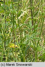 Sanguisorba officinalis (krwiściąg lekarski)