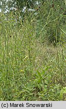 Sanguisorba officinalis (krwiściąg lekarski)