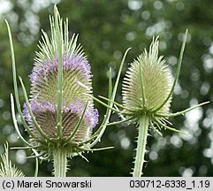 Dipsacus sylvestris (szczeć pospolita)