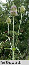 Dipsacus sylvestris (szczeć pospolita)