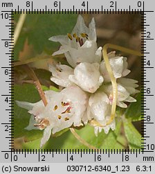 Cuscuta epithymum ssp. epithymum (kanianka macierzankowa)