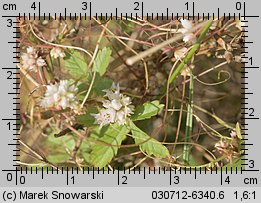 Cuscuta epithymum ssp. epithymum (kanianka macierzankowa)