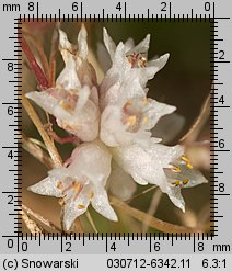 Cuscuta epithymum ssp. epithymum (kanianka macierzankowa)