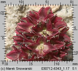 Sanguisorba officinalis (krwiściąg lekarski)