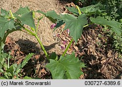 Datura stramonium (bieluń dziędzierzawa)