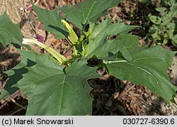 Datura stramonium (bieluń dziędzierzawa)