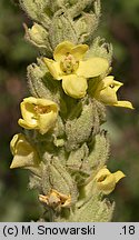 Verbascum thapsus (dziewanna drobnokwiatowa)