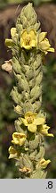 Verbascum thapsus (dziewanna drobnokwiatowa)