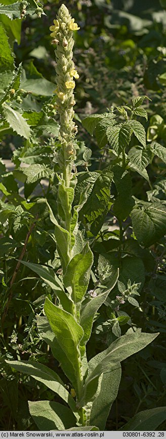 Verbascum thapsus (dziewanna drobnokwiatowa)