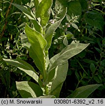 Verbascum thapsus (dziewanna drobnokwiatowa)