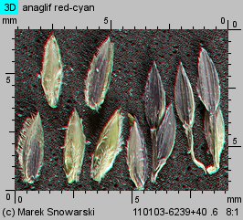 Digitaria sanguinalis (palusznik krwawy)