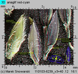 Digitaria sanguinalis (palusznik krwawy)