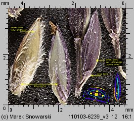 Digitaria sanguinalis (palusznik krwawy)