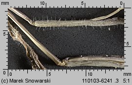 Digitaria sanguinalis (palusznik krwawy)