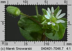 Stellaria media (gwiazdnica pospolita)