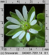 Stellaria media (gwiazdnica pospolita)