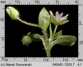 Stellaria media (gwiazdnica pospolita)