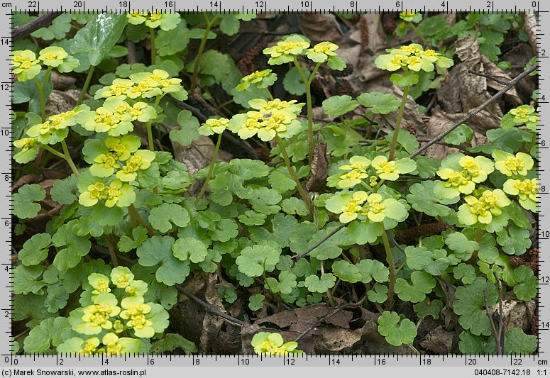 Chrysosplenium alternifolium (śledziennica skrętolistna)