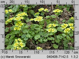 Chrysosplenium alternifolium (śledziennica skrętolistna)