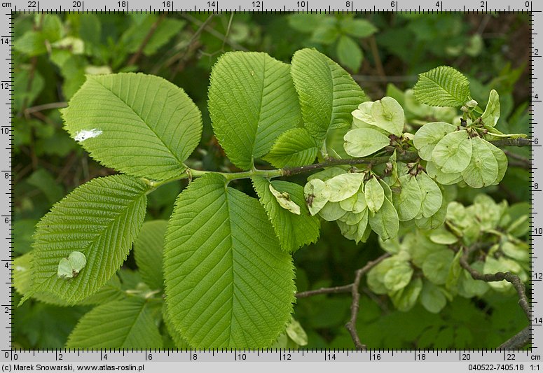 Ulmus glabra (wiąz górski)